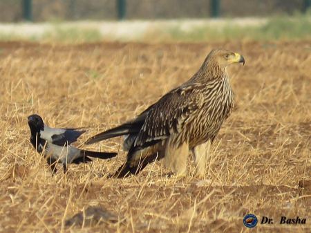 بالصور: العقاب الملكي يحل ضيفا على مرج ابن عامر